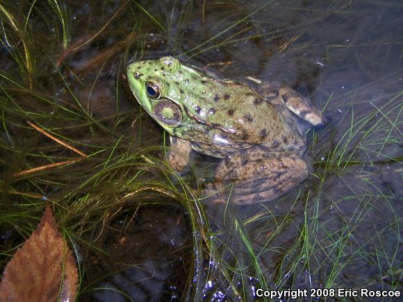 Northern Green Frog (Lithobates clamitans melanota)