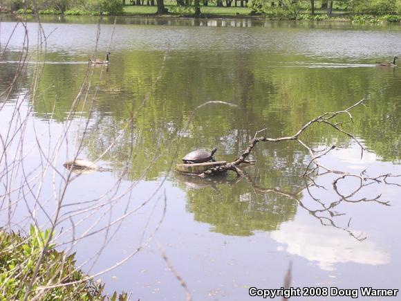 Northern Red-bellied Cooter (Pseudemys rubriventris)