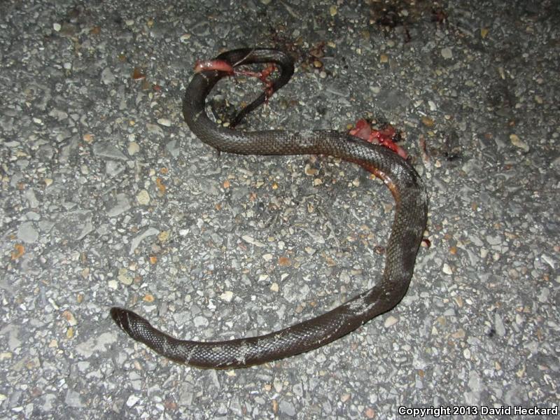 Gulf Crayfish Snake (Regina rigida sinicola)