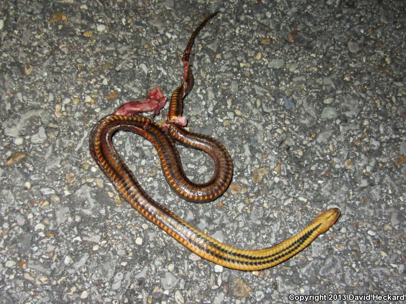 Gulf Crayfish Snake (Regina rigida sinicola)