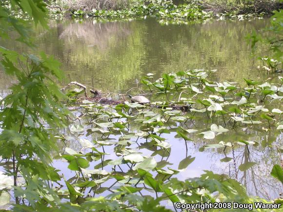 Northern Red-bellied Cooter (Pseudemys rubriventris)