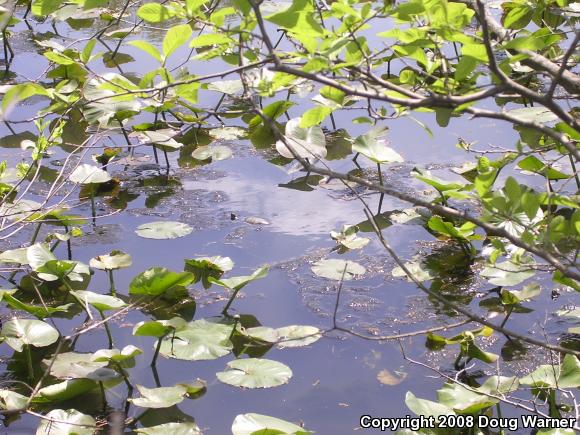 Eastern Painted Turtle (Chrysemys picta picta)