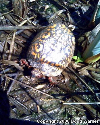 Eastern Box Turtle (Terrapene carolina carolina)