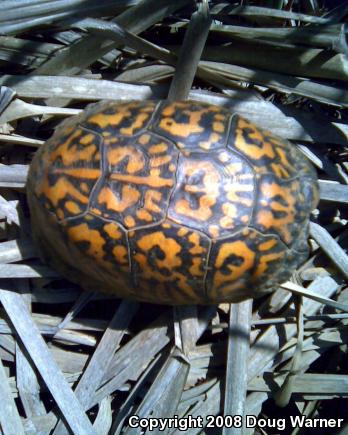 Eastern Box Turtle (Terrapene carolina carolina)