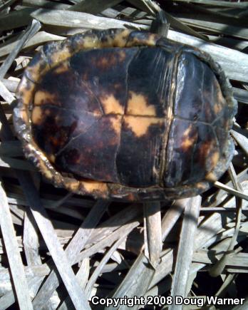 Eastern Box Turtle (Terrapene carolina carolina)