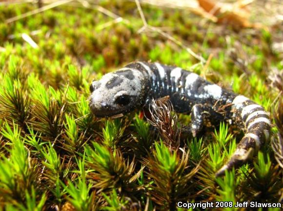 Marbled Salamander (Ambystoma opacum)