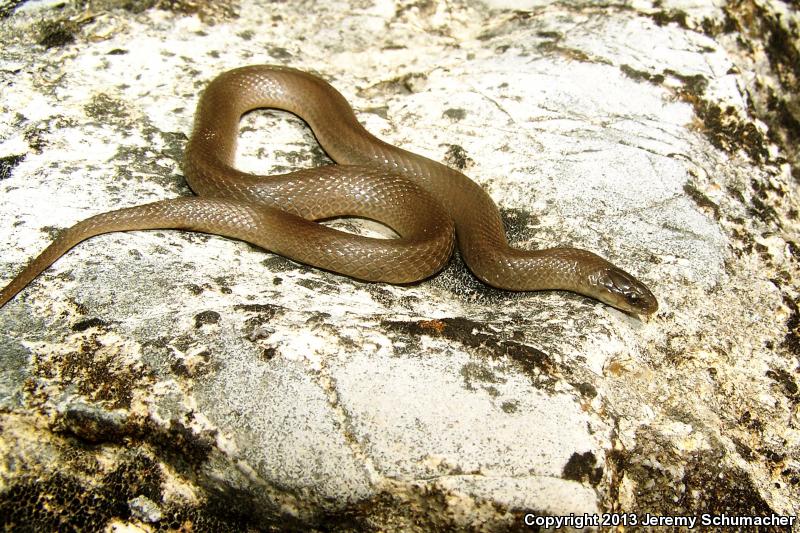 Western Smooth Earthsnake (Virginia valeriae elegans)