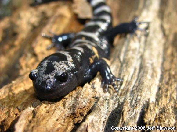 Marbled Salamander (Ambystoma opacum)