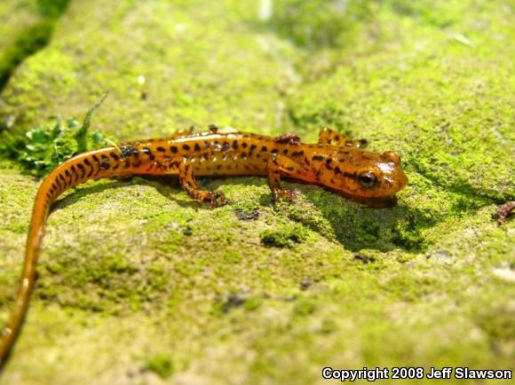 Long-tailed Salamander (Eurycea longicauda longicauda)