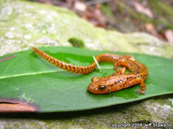 Long-tailed Salamander (Eurycea longicauda longicauda)