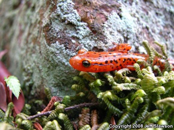 Long-tailed Salamander (Eurycea longicauda longicauda)