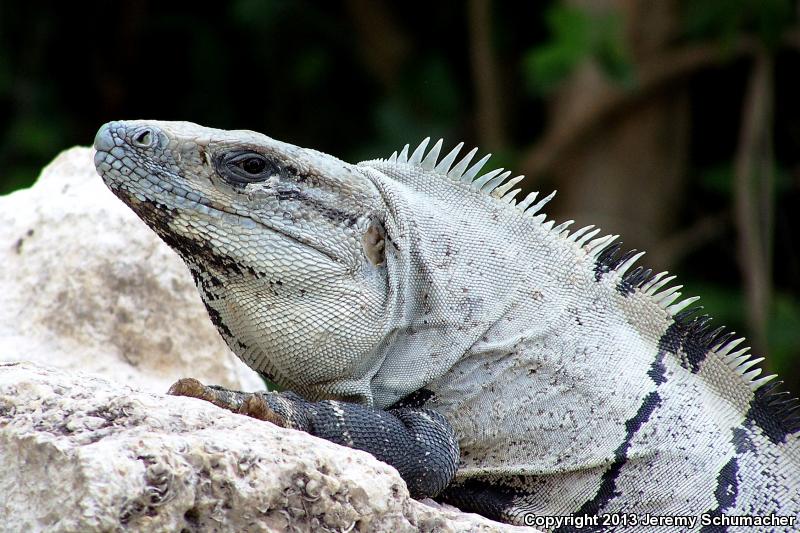 Gray's Spiny-tailed Iguana (Ctenosaura similis similis)