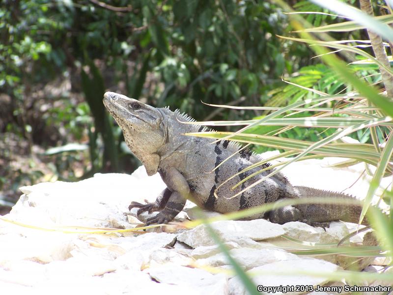 Gray's Spiny-tailed Iguana (Ctenosaura similis similis)