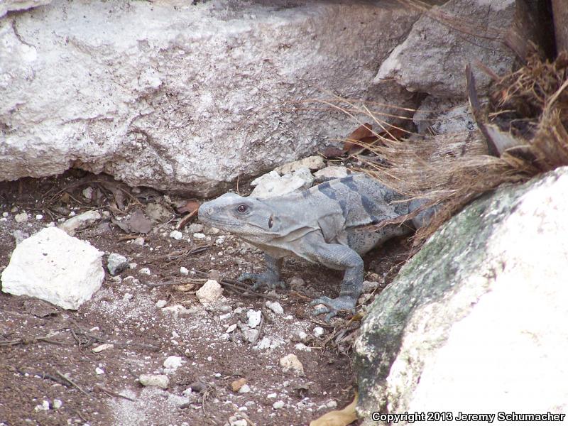 Gray's Spiny-tailed Iguana (Ctenosaura similis similis)