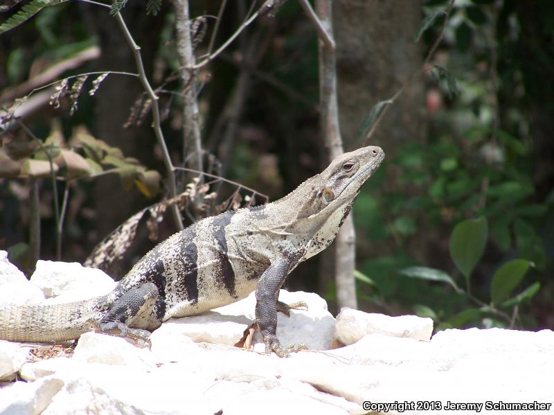 Gray's Spiny-tailed Iguana (Ctenosaura similis similis)