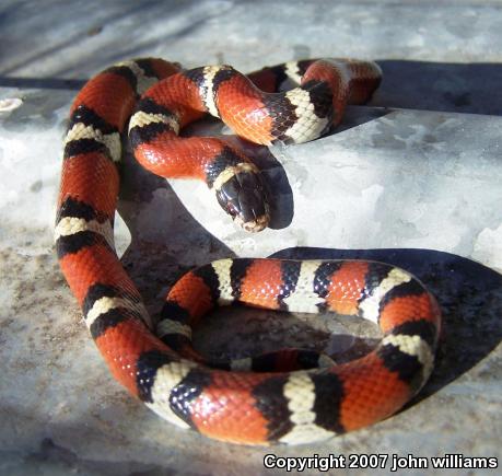 Louisiana Milksnake (Lampropeltis triangulum amaura)