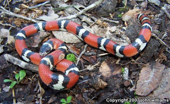 Louisiana Milksnake (Lampropeltis triangulum amaura)