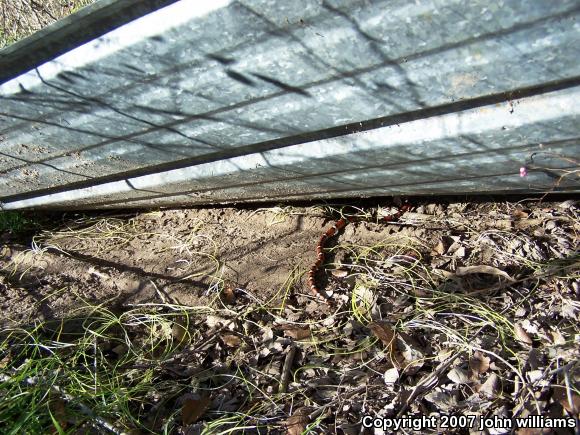 Louisiana Milksnake (Lampropeltis triangulum amaura)