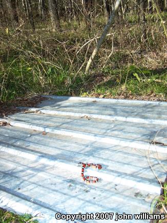 Louisiana Milksnake (Lampropeltis triangulum amaura)