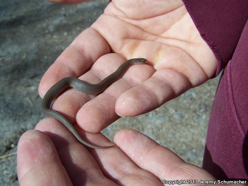 Western Smooth Earthsnake (Virginia valeriae elegans)