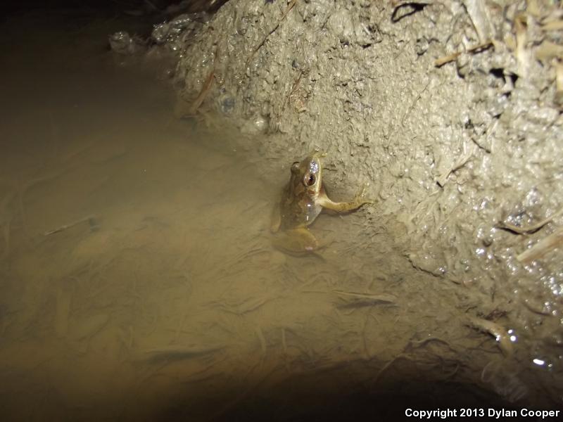 Mountain Chorus Frog (Pseudacris brachyphona)