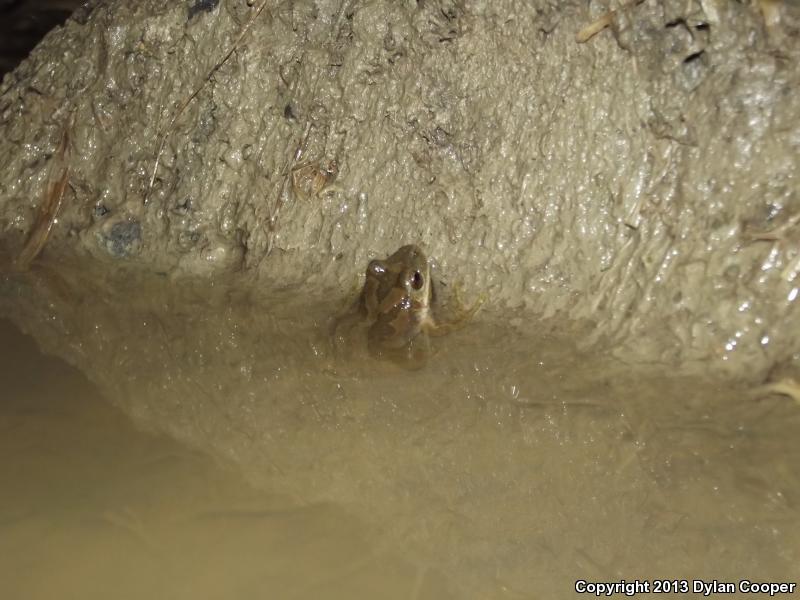 Mountain Chorus Frog (Pseudacris brachyphona)