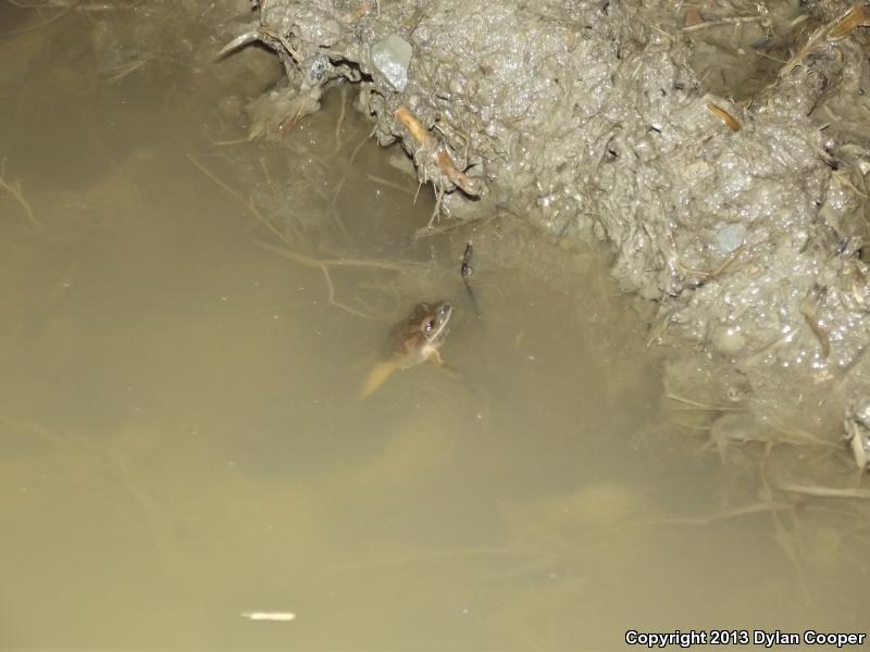 Mountain Chorus Frog (Pseudacris brachyphona)