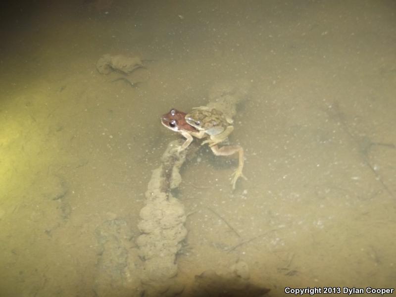 Mountain Chorus Frog (Pseudacris brachyphona)