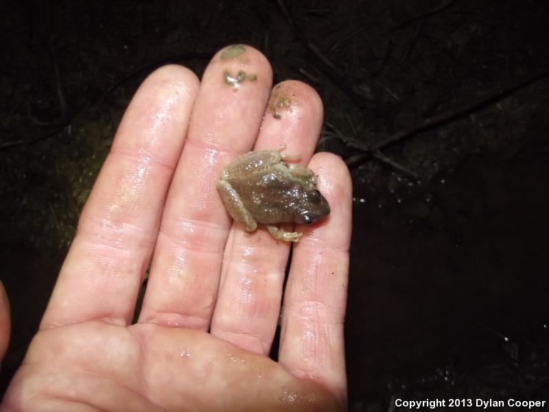 Mountain Chorus Frog (Pseudacris brachyphona)