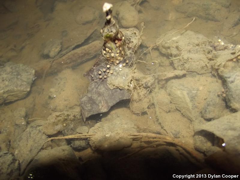 Mountain Chorus Frog (Pseudacris brachyphona)