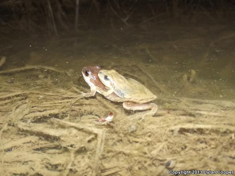 Mountain Chorus Frog (Pseudacris brachyphona)