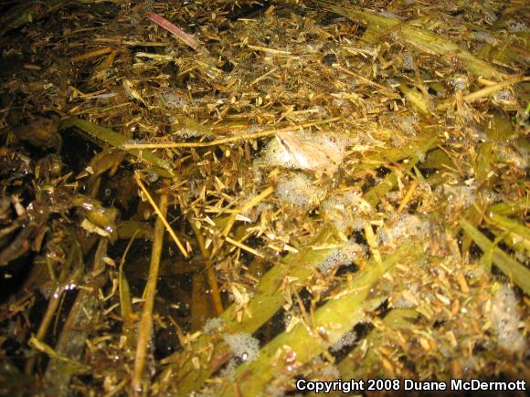 Western Chorus Frog (Pseudacris triseriata)