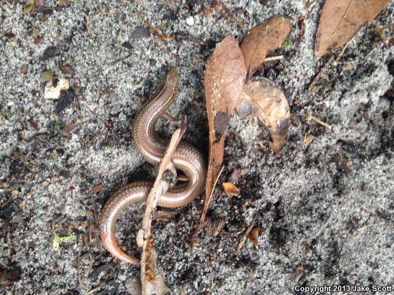 Cedar Key Mole Skink (Plestiodon egregius insularis)