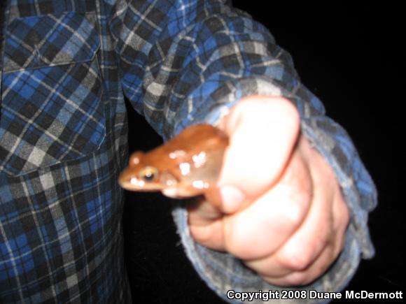 Wood Frog (Lithobates sylvaticus)