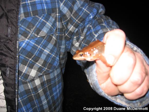 Wood Frog (Lithobates sylvaticus)