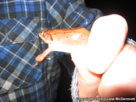 Wood Frog (Lithobates sylvaticus)