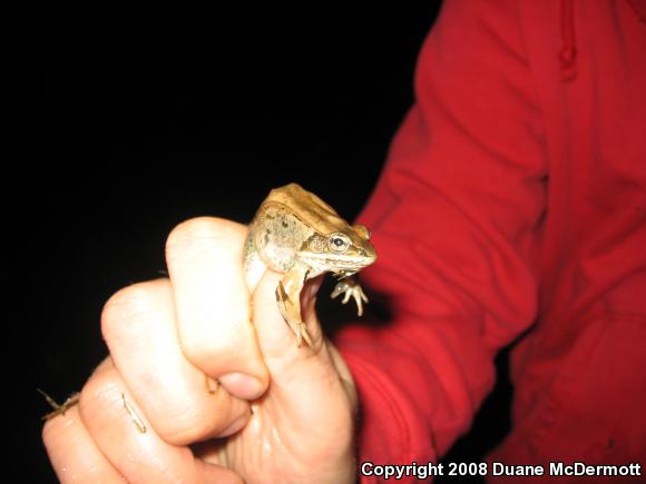 Wood Frog (Lithobates sylvaticus)