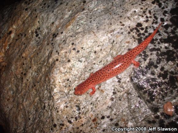 Northern Red Salamander (Pseudotriton ruber ruber)