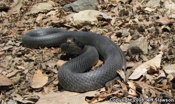 Northern  Black Racer (Coluber constrictor constrictor)