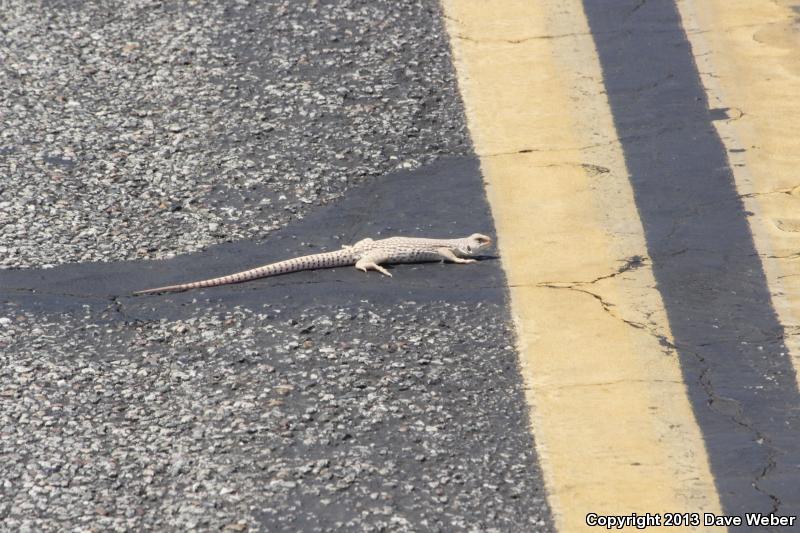 Sonoran Desert Iguana (Dipsosaurus dorsalis sonoriensis)