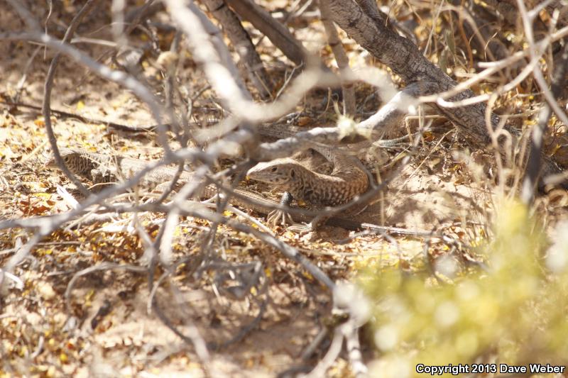 Sonoran Tiger Whiptail (Aspidoscelis tigris aethiops)