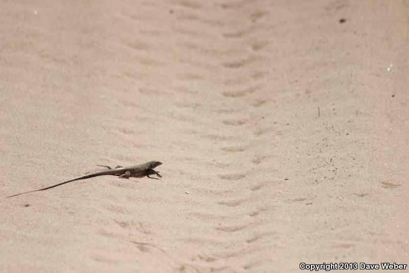 Sonoran Tiger Whiptail (Aspidoscelis tigris aethiops)