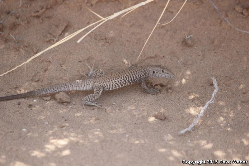 Sonoran Tiger Whiptail (Aspidoscelis tigris aethiops)