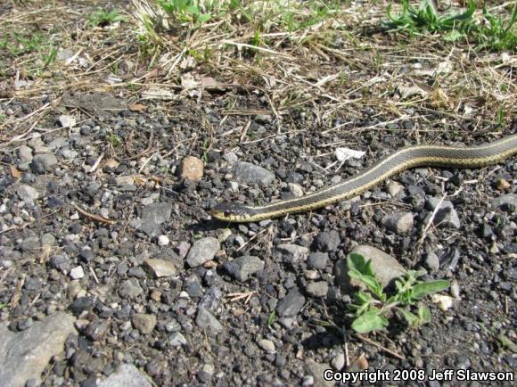 Eastern Gartersnake (Thamnophis sirtalis sirtalis)