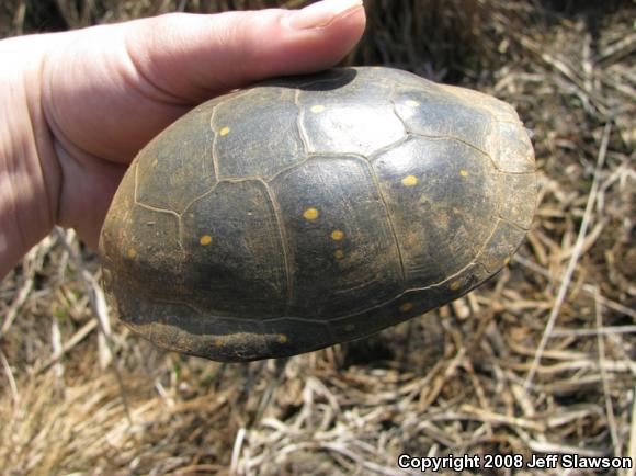 Spotted Turtle (Clemmys guttata)