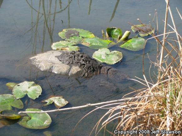 Eastern Snapping Turtle (Chelydra serpentina serpentina)