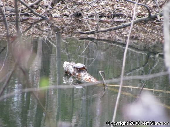 Eastern Painted Turtle (Chrysemys picta picta)