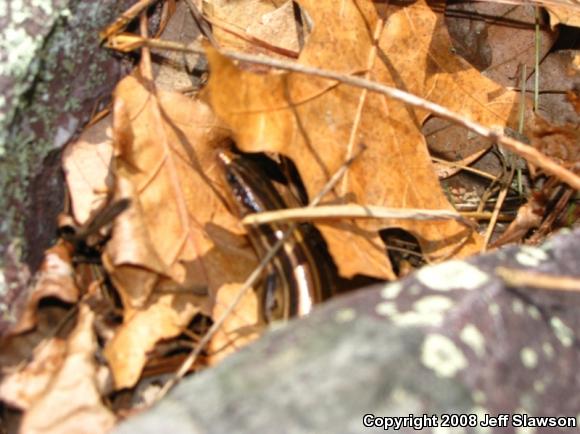 Five-lined Skink (Plestiodon fasciatus)