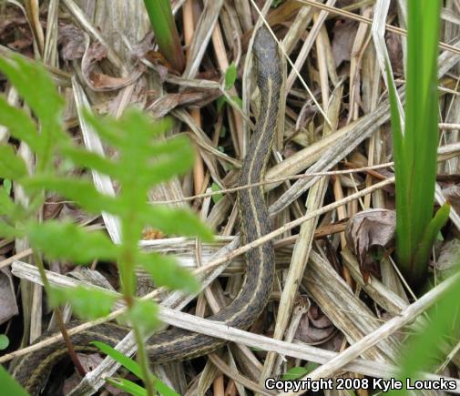 Eastern Gartersnake (Thamnophis sirtalis sirtalis)