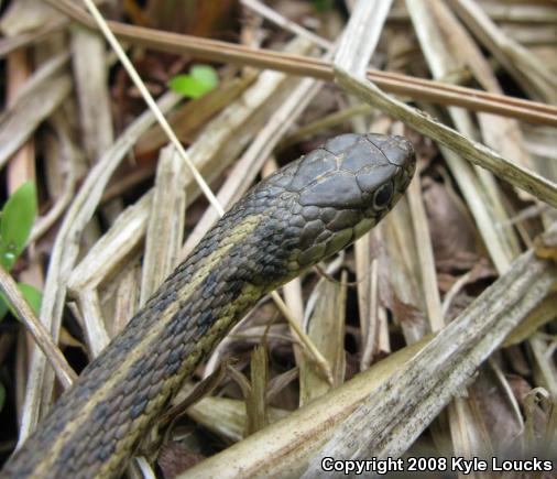 Eastern Gartersnake (Thamnophis sirtalis sirtalis)